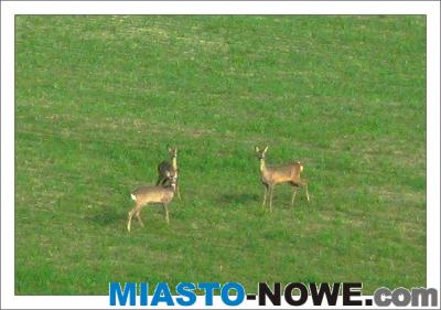 album10_IMG_7074.JPG