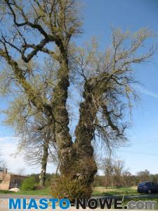 album37_img_0161.jpg